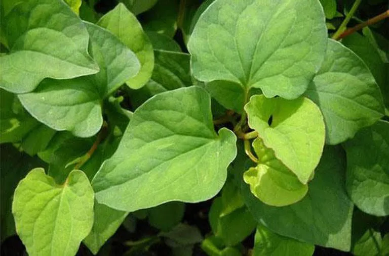 Rau diếp cá tươi được thu hoạch